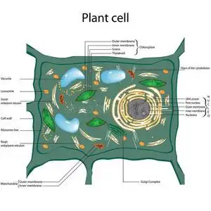 植物细胞结构图片