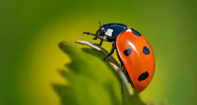 七星瓢虫食性特点七星瓢虫经常在蚜虫的寄主植物上爬动,搜索,当下颚须