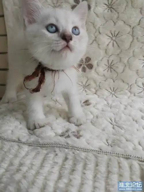 两个月的银点血