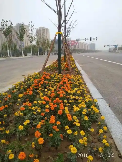 定陶区人民路道路隔离带绿化 提升改造工程即将落幕