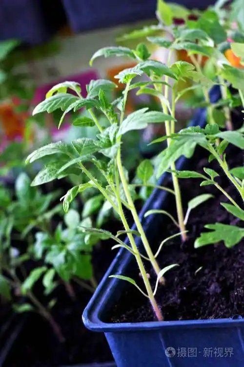 在盒子里的番茄幼苗