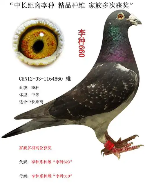 信鸽在线拍卖平台 - 中国信鸽信息网