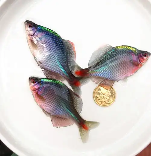 好养易活客厅观赏鳑鲏鱼 七彩鳑波鱼冷水宠物鱼容易养小型旁皮鱼