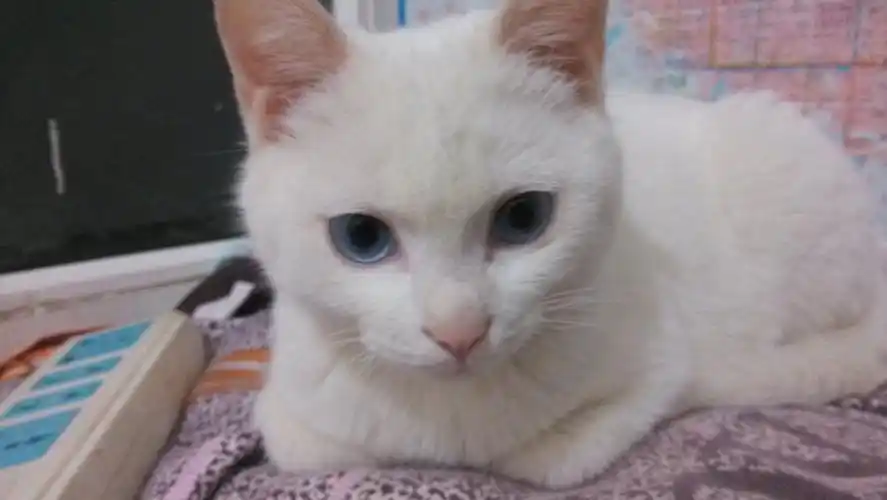 短毛白色双蓝眼猫是什么猫