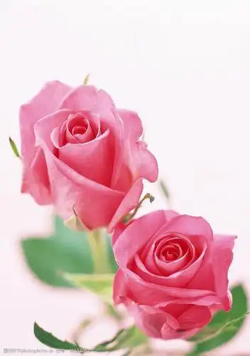 关键词:两朵玫瑰花 绿叶 粉红色 淡紫色 生物世界 花草 摄影图库 350