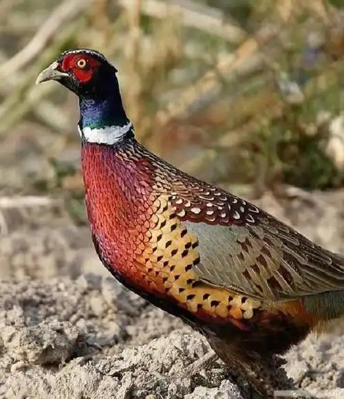 这种野鸡是鸡中的上品,一只卖到近百元,农民靠养殖它致富