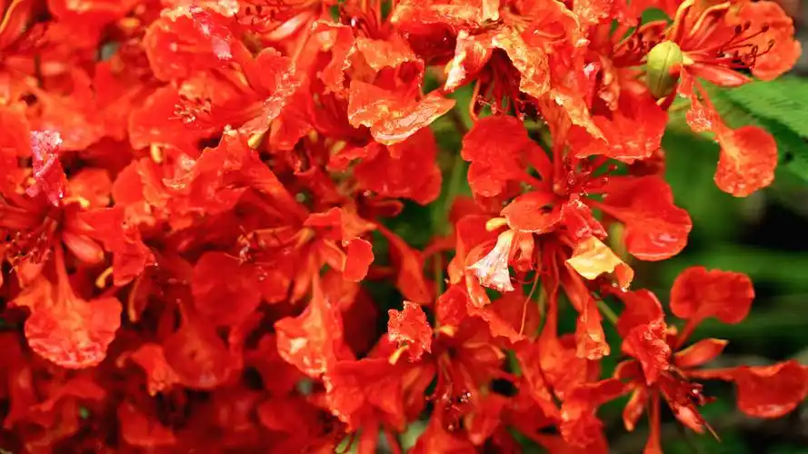 繁花下醉装点岁月不平凡的2020年有繁花入梦