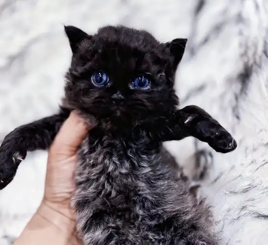 猫  #我家宠物好可爱  #赛尔凯克卷毛猫  #猫  #吸猫  #小猫咪大眼萌