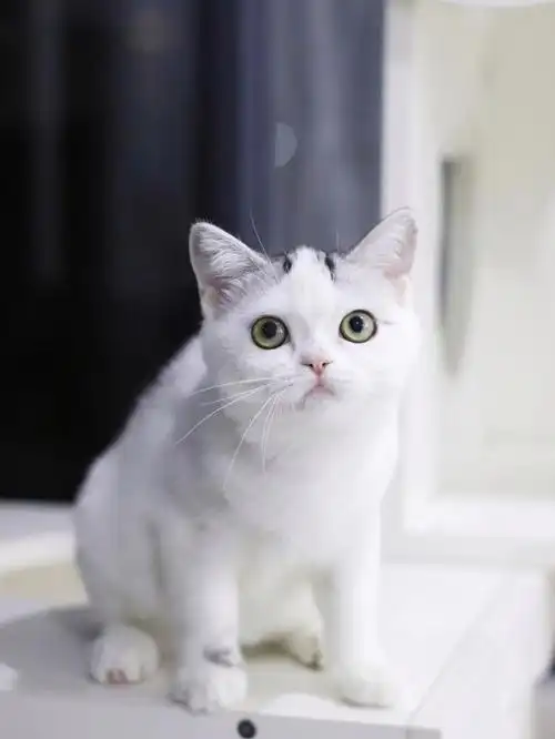 美短加白起司妹妹招铲屎官