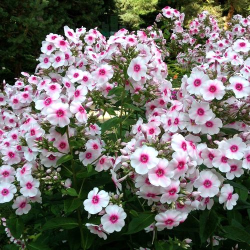 博众喜阳耐寒福禄考 庭院花园圆锥伞形花序宿根盆栽花卉