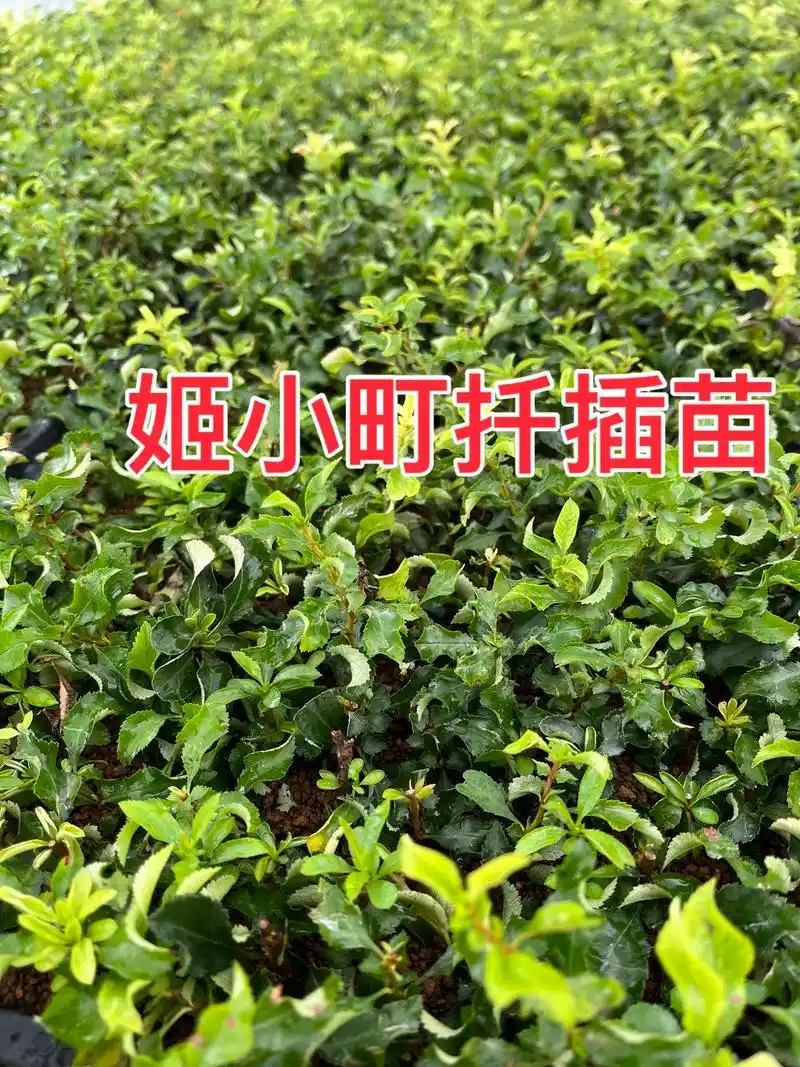 姬小町海棠小苗,已经长根了. - 抖音