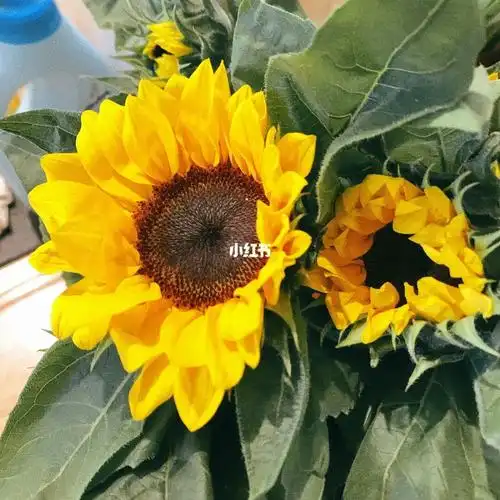 迷你向日葵