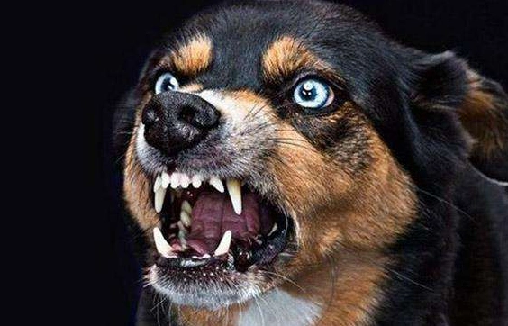 据社交网络了解,一名女子在回家途中不慎被一条疯狗给咬伤,当时女子