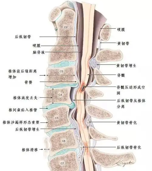 登上微博热搜榜话题阅读量近4000万北大团委联动医学