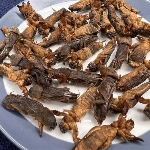 蝼蛄药材新货 土狗 地狗 蝼蛄干 蝲蝲蛄 无硫500克 食用 250g包邮