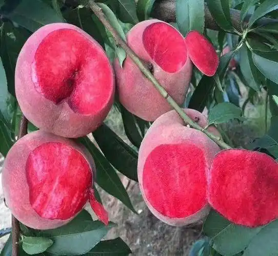 项城大果血桃9号新品种血桃树苗技术指导美图种植专业合作社