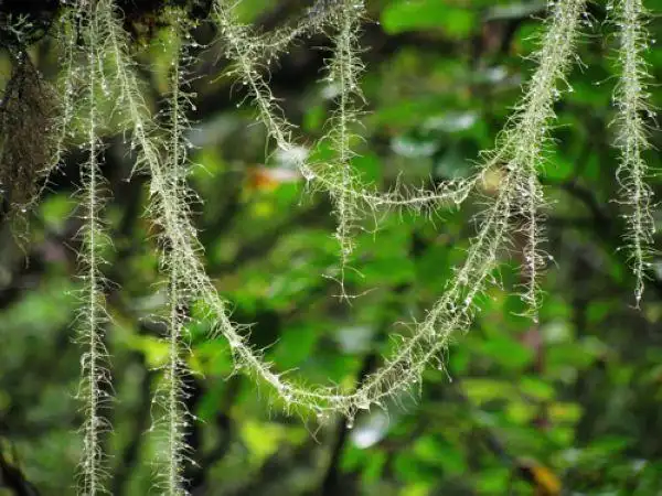 高海拔地区森林里,树上挂着的植物叫什么,绿色的,有点像细细的海带,能