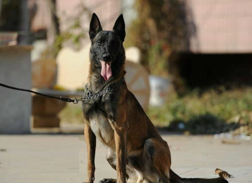马犬越来越受军警界重视因为它的这些优点简直是天生的工作犬