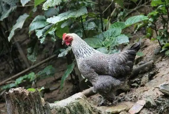 龙胜凤鸡母苗 广西鸡苗批发_供应产品_广西走山农牧开发有限公司