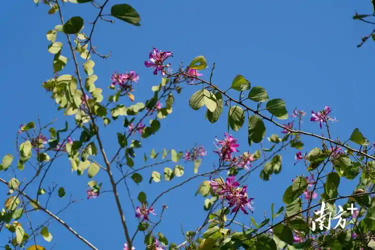 多图|春花烂漫,揭阳春日氛围感满满
