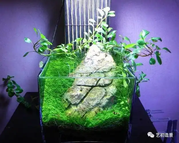 一组微小水草缸造景作品欣赏