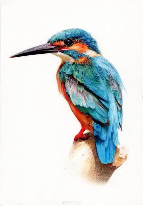 基础彩铅·动物篇(四)