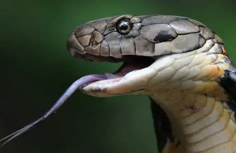 安顺一农户,惊现眼镜王蛇!长达3米!