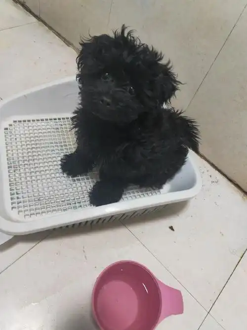 小体泰迪,通体黑色,活泼可爱,粘人,有爱狗人士想领养请私信 - 抖音