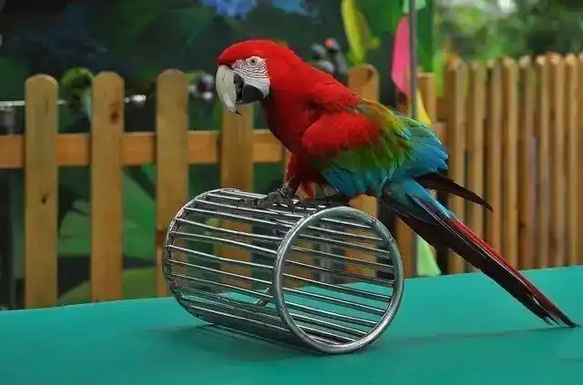 蓝孔雀金丝雀金刚(鹦鹉)等臻品鸟类将与您见面也可以看 到生动活泼的