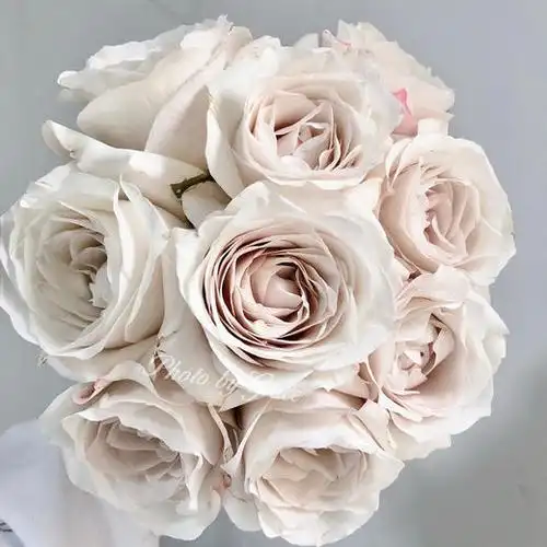 肯尼亚玫瑰花|silver lining银色衬裙 10支