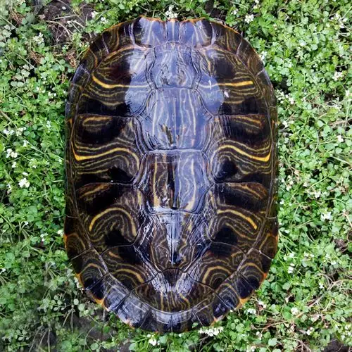 成年大巴西龟宠物乌龟活体包邮 大乌龟巴西彩龟