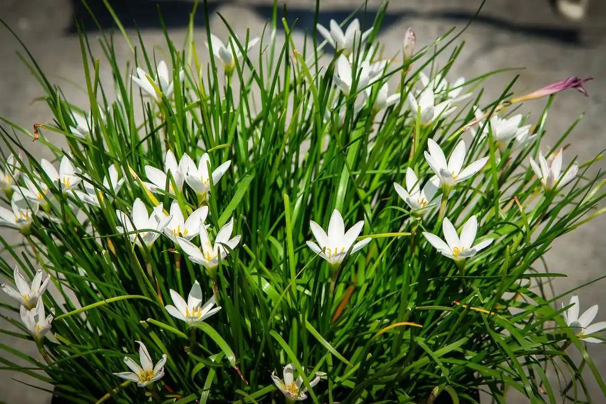 环境要求:韭菜莲喜欢阳光充足,温暖而干燥的环境.