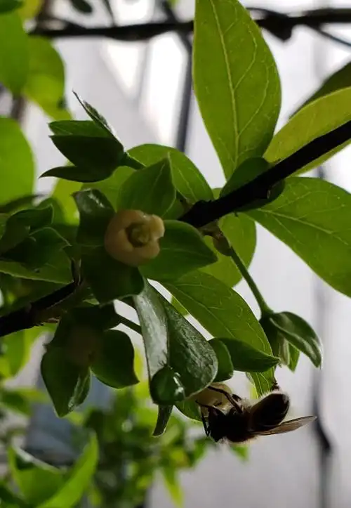 20200323金弹子花开满树小蜜蜂花间竞舞