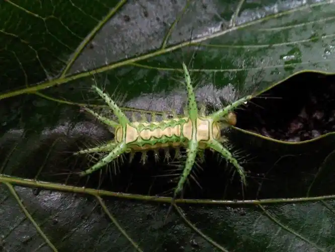 这种毛毛虫谁认识?