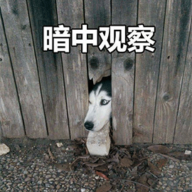 萌宠狗汪星人二哈哈士奇暗中观察搞怪gif动图_动态图_表情包下载_soo