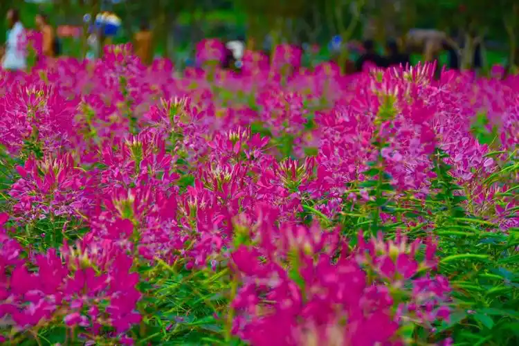 美篇:勿忘我花海风景名胜
