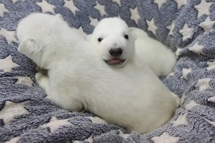 克拉斯诺达尔,格伦兹克野生动物园里两只生于1月7日的北极熊幼崽