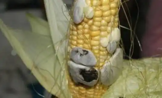 长出黑霉的玉米,农妇不舍得扔做菜吃,结果成这样了