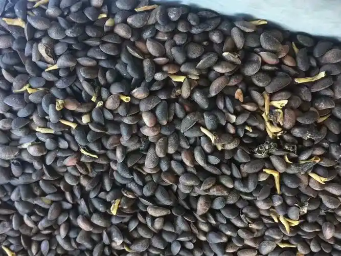 今年新采黄菠萝种子树籽出苗迅速整齐