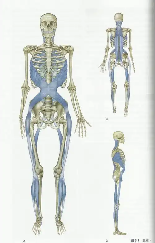 浅背线——起于脚底,向上延伸,绕过头顶,止于眉骨 对传统的肌肉解剖