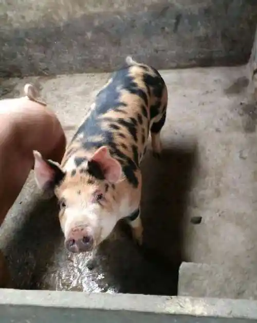 传说中的花姑娘