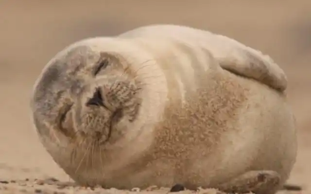 这种动物为了找到自己的另一半,可以两个月不吃不喝,原地等待!_海狗