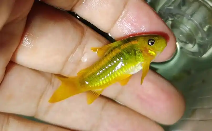 出红帆金线金熊猫鼠