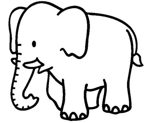 大象简笔画:非洲森林象
