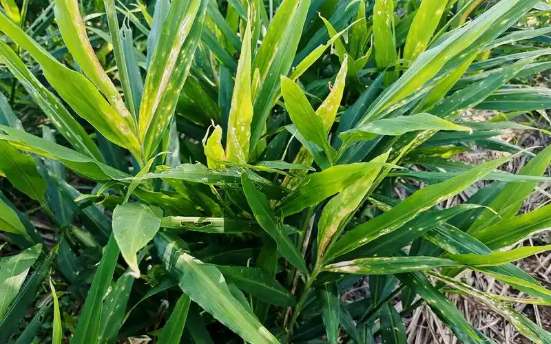 生姜黄叶 卷叶别心急,只需懂得这样做,一次就解决