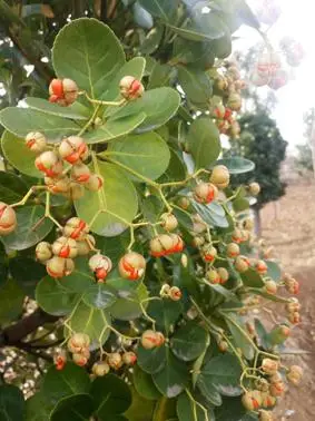 凯创园林北海道黄杨正在热销中