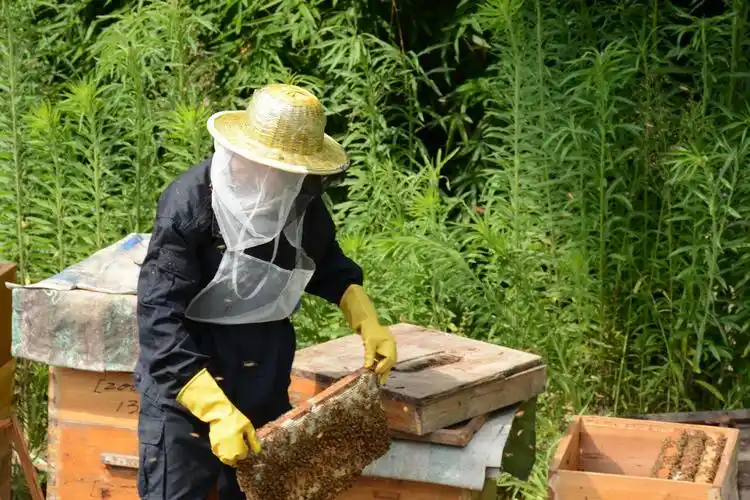 深山养蜂人,汗水换甜蜜.