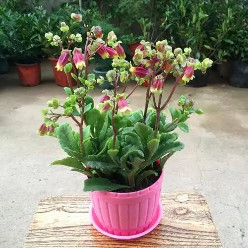 宫灯长寿盆栽重瓣大花植物花卉室内花卉