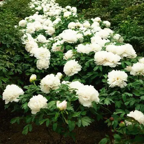 白雪塔白色牡丹花