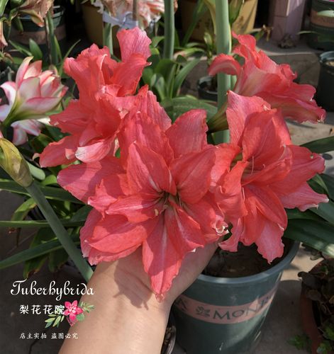 11月发货芭蕾芭蕾舞舞女南非进口朱顶红种梨花种球